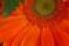 thumb_orange-gerber-daisy-flower-macro-photo