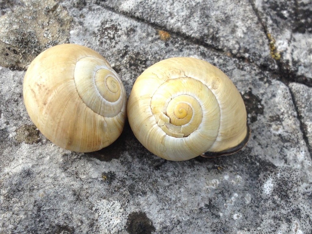 escargots